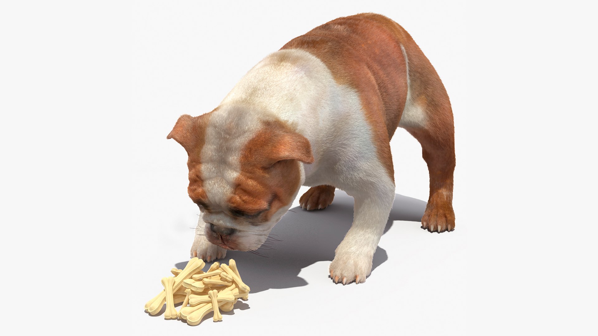 Bulldog Sniffs a Pile of Bones Fur 3D model preview