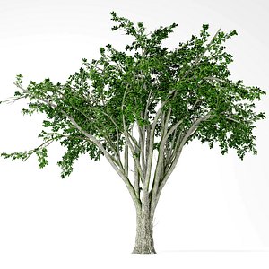 american elm model