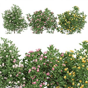 flowering bushes collection vol 42 3D model