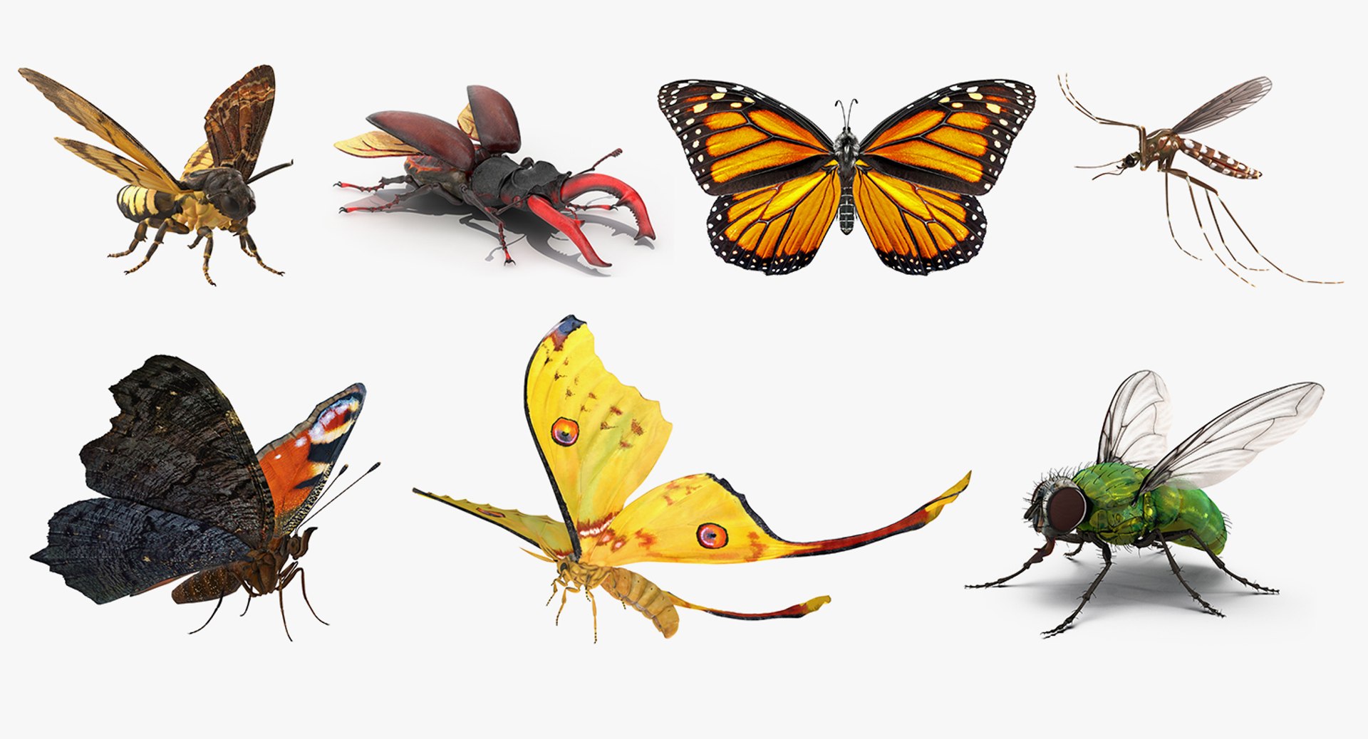 Rigged Flying Insects Collection 2 for Cinema 4D 3D model preview