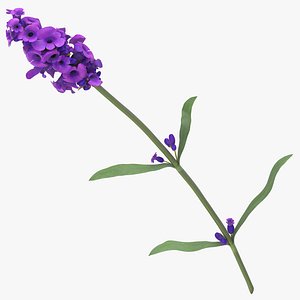 3D lavandula angustifolia purple -