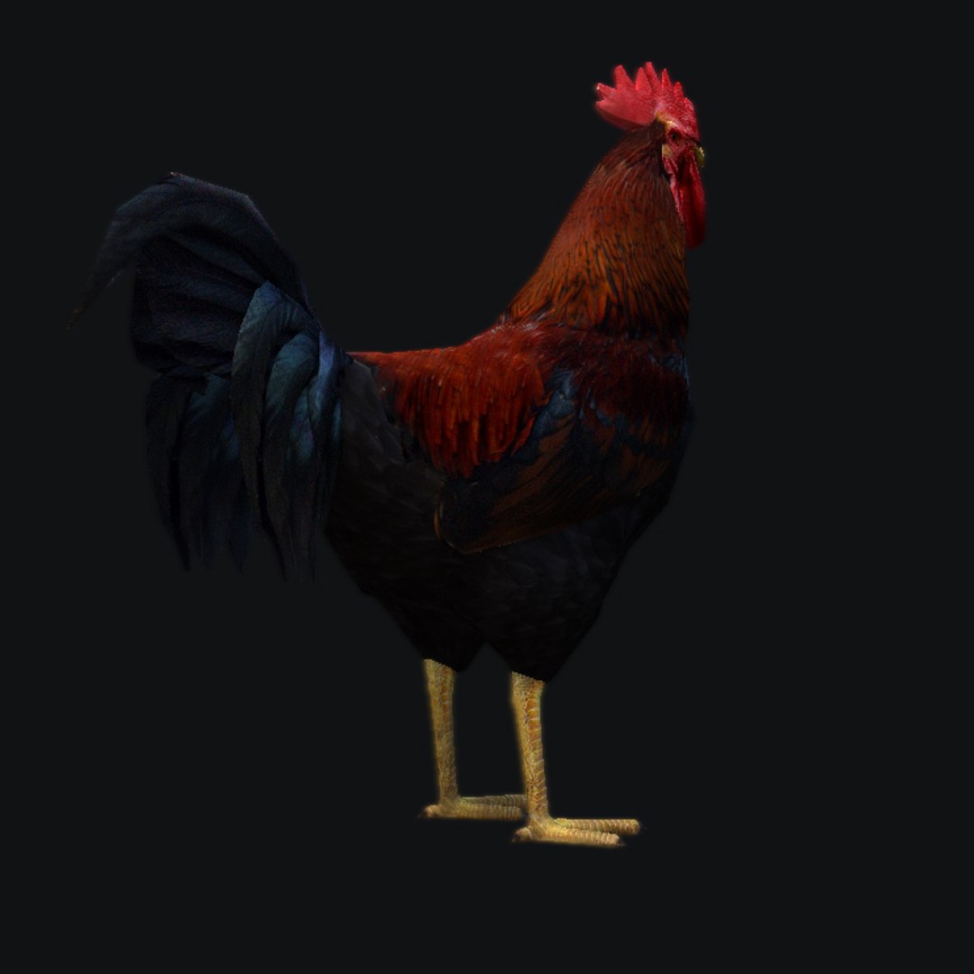 3d Rooster