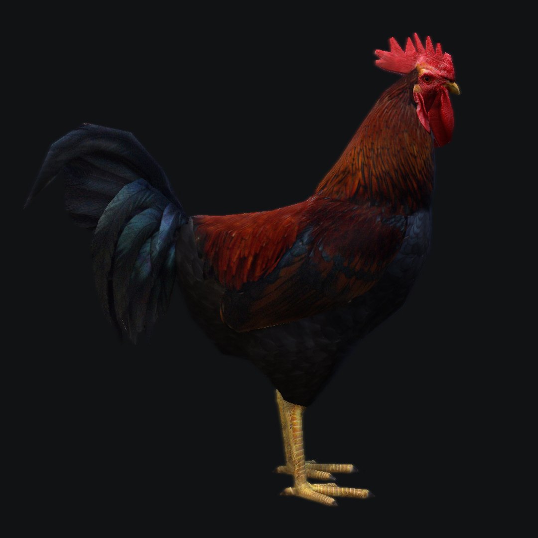 3d Rooster