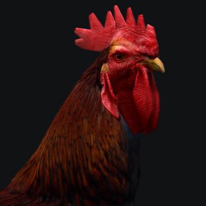 3d rooster