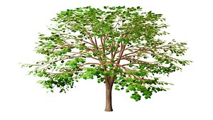 Green Leaved Tree
