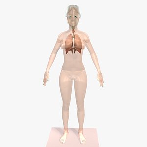 female body 3d obj