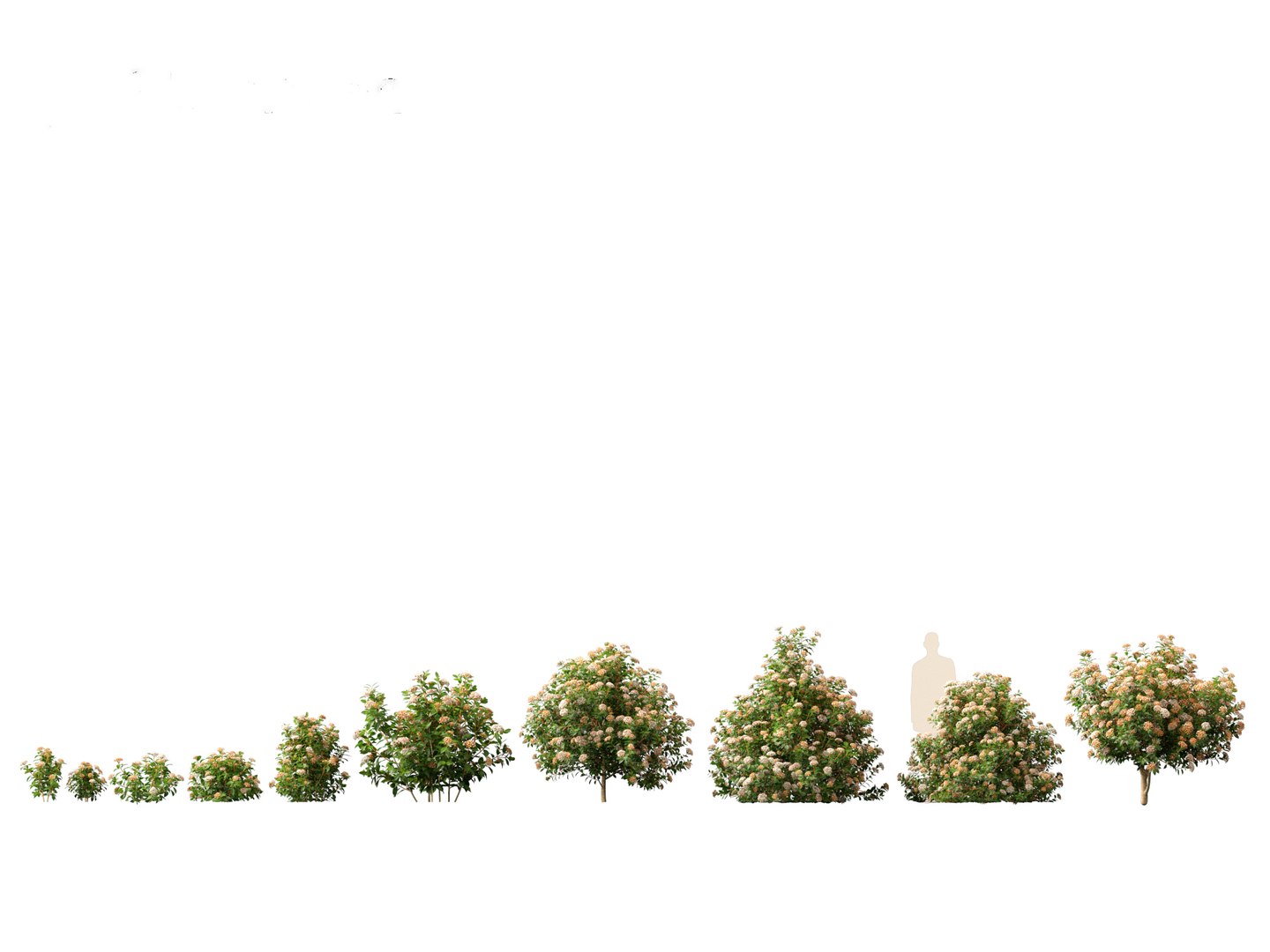3D Mediterranean Garden Trees Pack 03 https://p.turbosquid.com/ts-thumb/Gq/UNATve/2j/viburnumtinus011/jpg/1759202629/1920x1080/fit_q87/589fecb4e6975da8c8b4b89528801f1c6dc93a05/viburnumtinus011.jpg