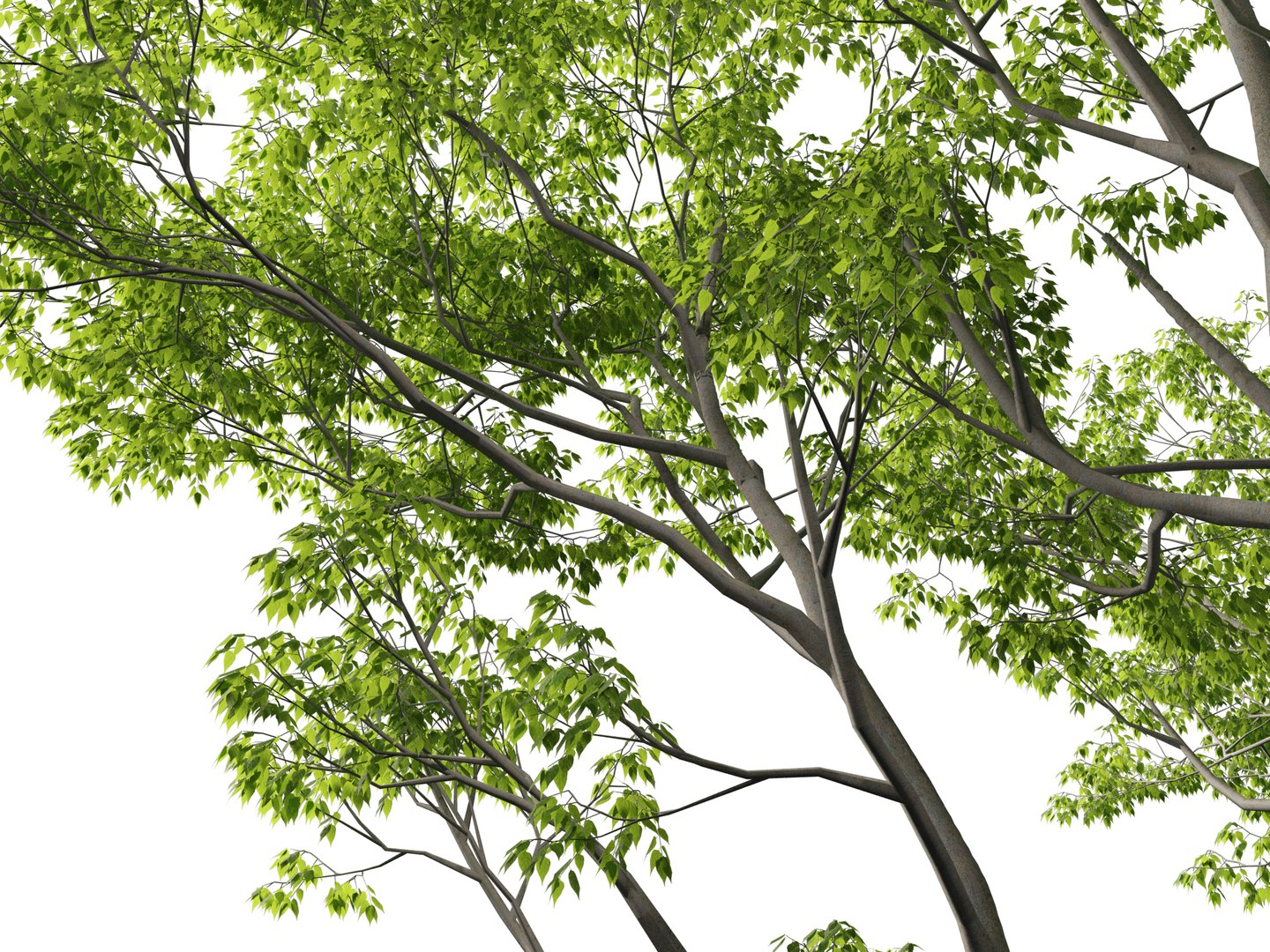 3D Mediterranean Garden Trees Pack 03 https://p.turbosquid.com/ts-thumb/Gq/UNATve/6z/celtisaustralis019/jpg/1759202599/1920x1080/fit_q87/34903df6a05e2e598a66c945af835679ed0f1955/celtisaustralis019.jpg