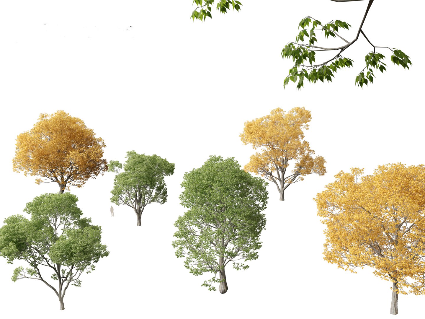 3D Mediterranean Garden Trees Pack 03 https://p.turbosquid.com/ts-thumb/Gq/UNATve/7M/celtisaustralis017/jpg/1759202599/1920x1080/fit_q87/101bee87025b7d2c96085730fc70bb737f518437/celtisaustralis017.jpg