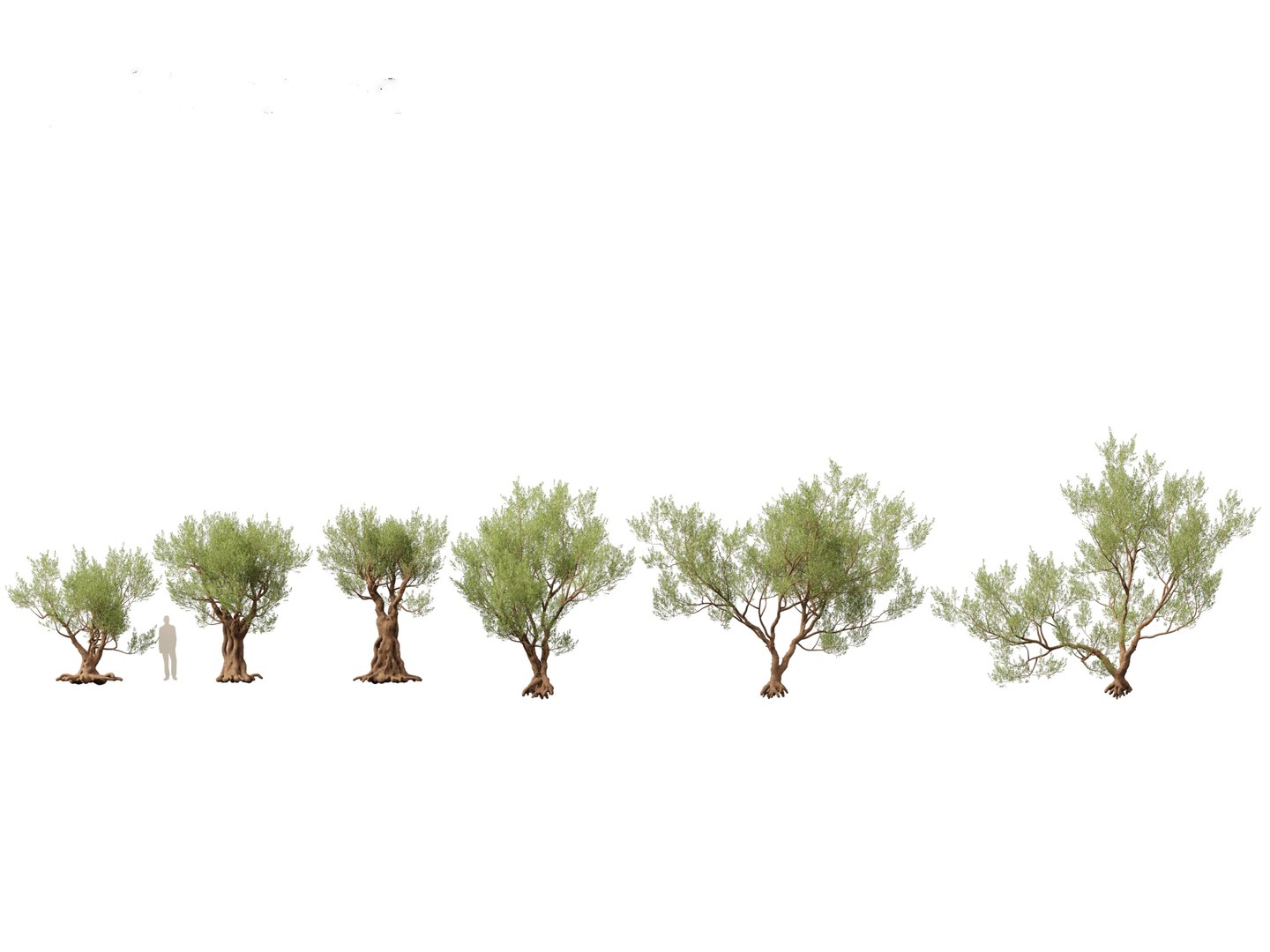 3D Mediterranean Garden Trees Pack 03 https://p.turbosquid.com/ts-thumb/Gq/UNATve/FU/oleaeuropaea_031/jpg/1759202614/1920x1080/fit_q87/c9043713037b82ce2f8757e8496b64b88fa219d3/oleaeuropaea_031.jpg