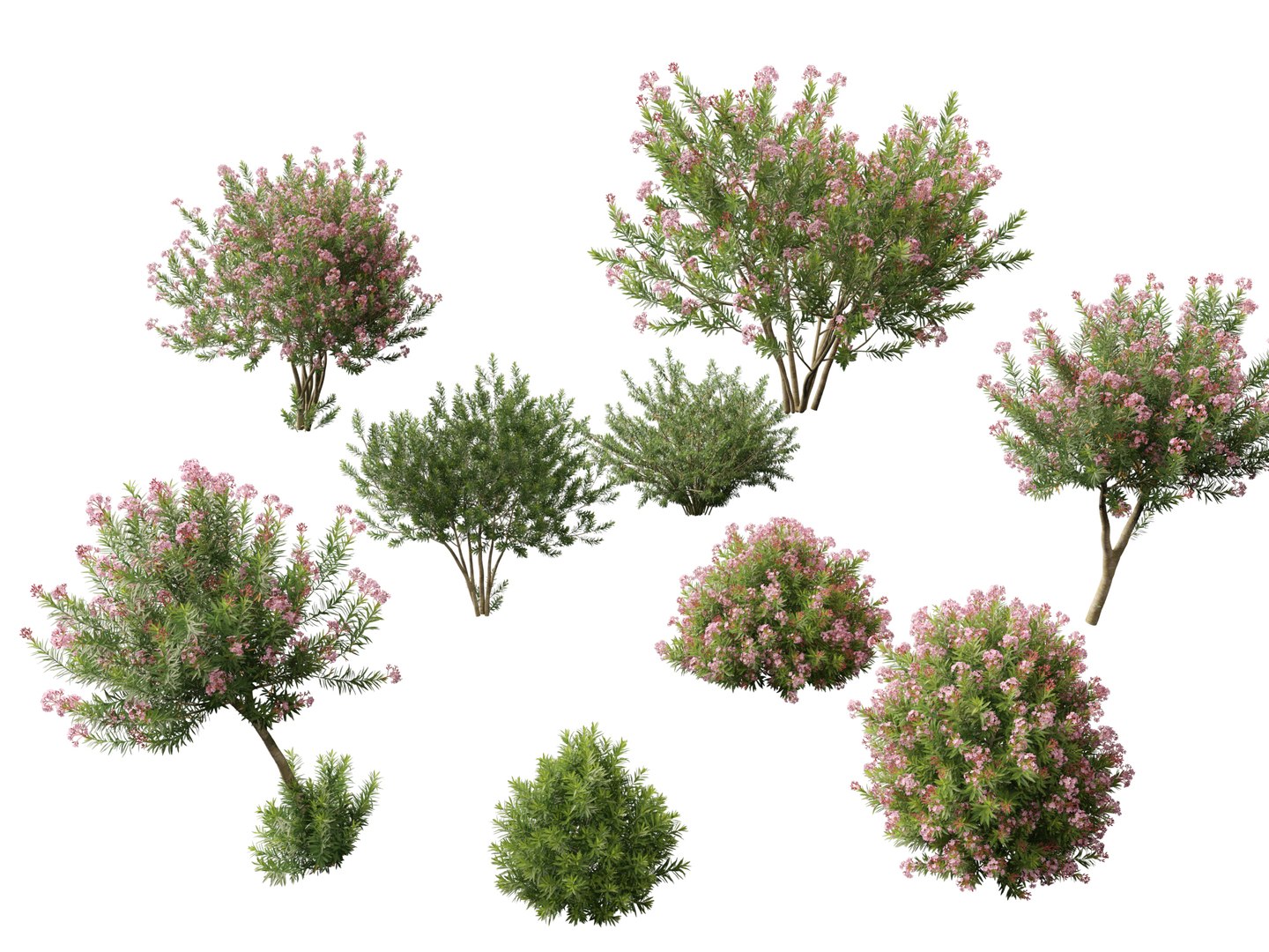 3D Mediterranean Garden Trees Pack 03 https://p.turbosquid.com/ts-thumb/Gq/UNATve/Kq/neriumoleander0210/jpg/1759202613/1920x1080/fit_q87/8f203ccb8c8723d3073f2a575b0b9df49b24c471/neriumoleander0210.jpg