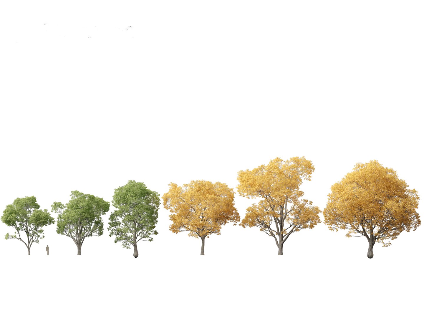 3D Mediterranean Garden Trees Pack 03 https://p.turbosquid.com/ts-thumb/Gq/UNATve/SC/celtisaustralis011/jpg/1759202598/1920x1080/fit_q87/dd2bd6a4e148b891046b6c71028a1877f72d9bc9/celtisaustralis011.jpg