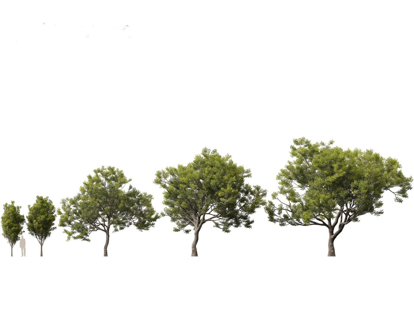 3D Mediterranean Garden Trees Pack 03 https://p.turbosquid.com/ts-thumb/Gq/UNATve/Tg/quercusilex011/jpg/1759202625/1920x1080/fit_q87/7310a1e63d34024adf61f8e2bd0bec9286506a33/quercusilex011.jpg
