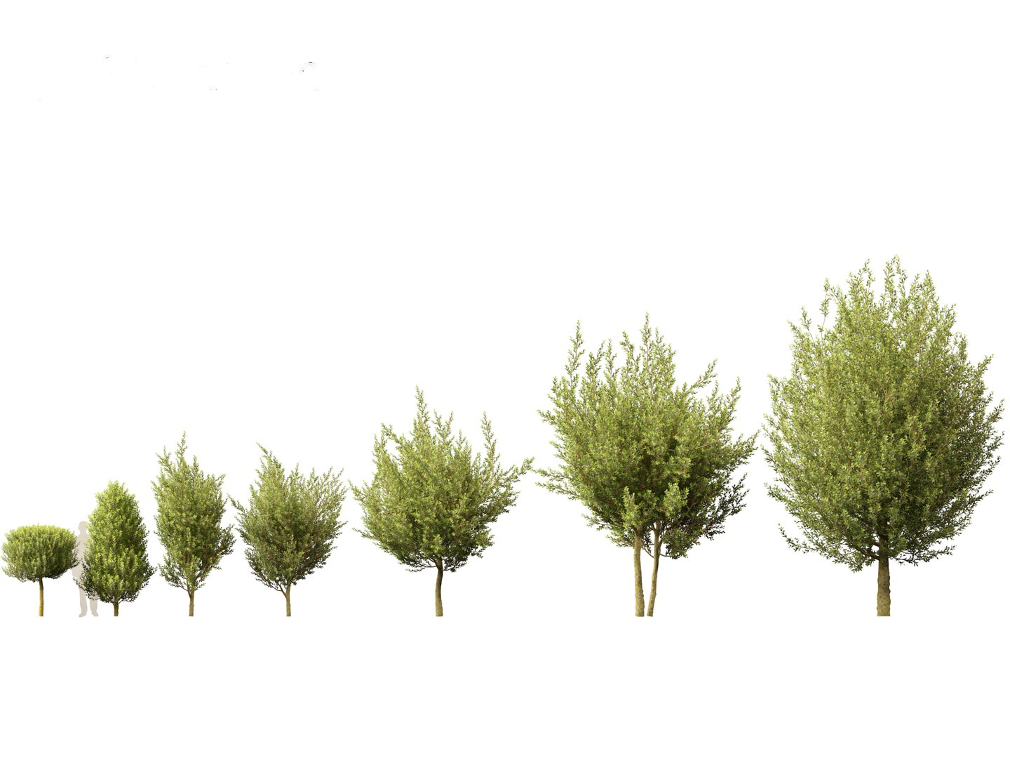 3D Mediterranean Garden Trees Pack 03 https://p.turbosquid.com/ts-thumb/Gq/UNATve/WE/laurusnobilis021/jpg/1759202602/1920x1080/fit_q87/ec94907df8f417589c50494055df0e7ad730c0ee/laurusnobilis021.jpg