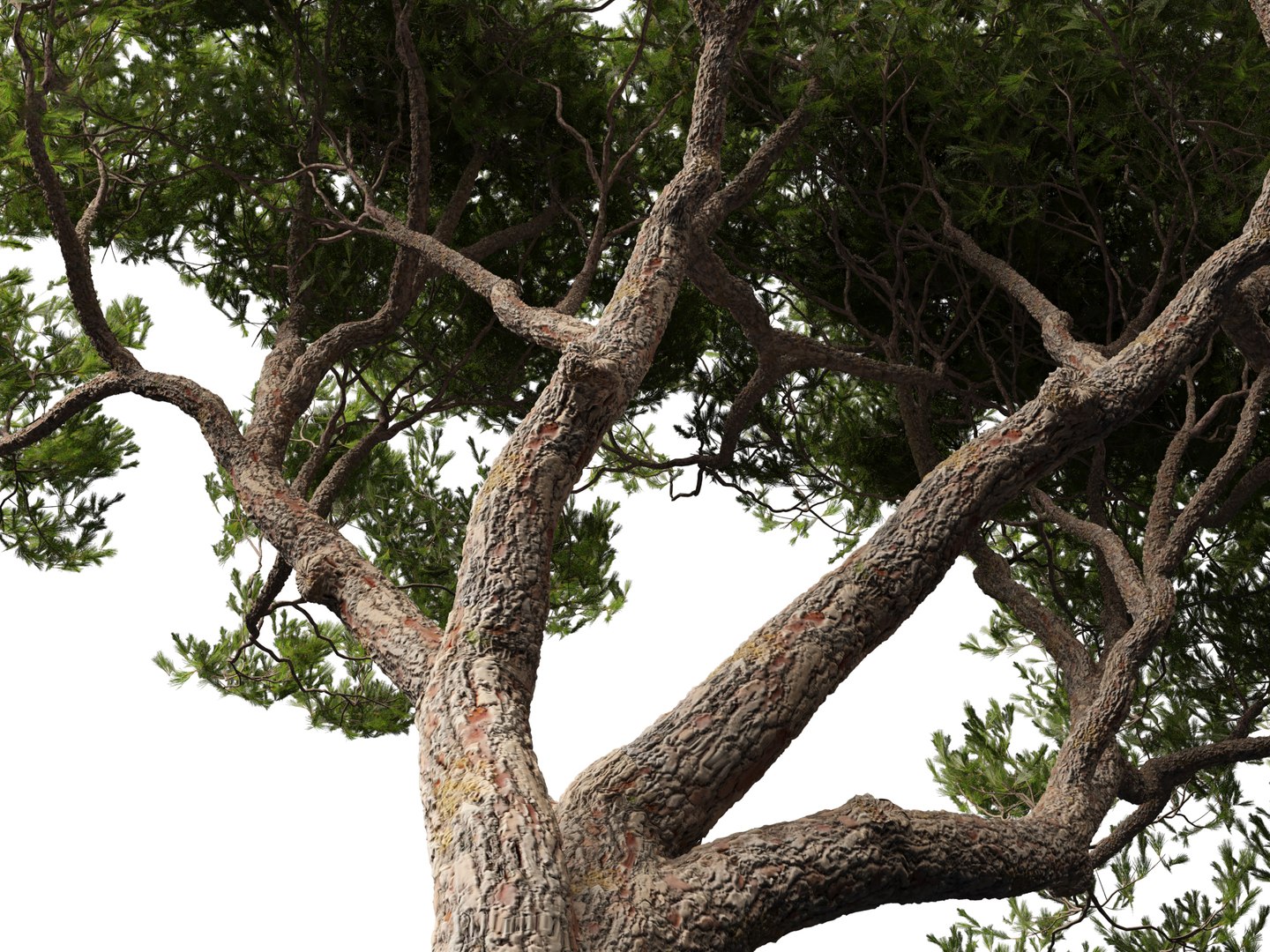 3D Mediterranean Garden Trees Pack 03 https://p.turbosquid.com/ts-thumb/Gq/UNATve/b2/pinuspinea0111/jpg/1759202621/1920x1080/fit_q87/ca5545ae6ab7616a73da1ef9ac990375dd8f96d0/pinuspinea0111.jpg