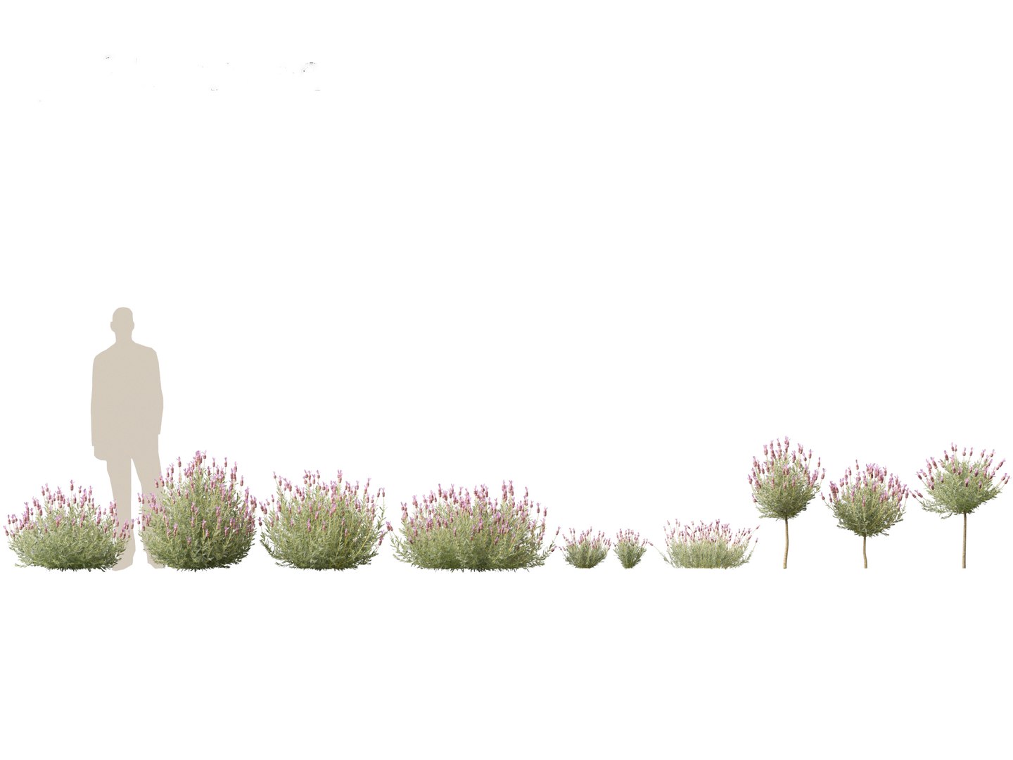3D Mediterranean Garden Trees Pack 03 https://p.turbosquid.com/ts-thumb/Gq/UNATve/bc/lavandulastoechas011/jpg/1759202605/1920x1080/fit_q87/bf1da95e01b017916f1cd9551ad8aec7321495d1/lavandulastoechas011.jpg