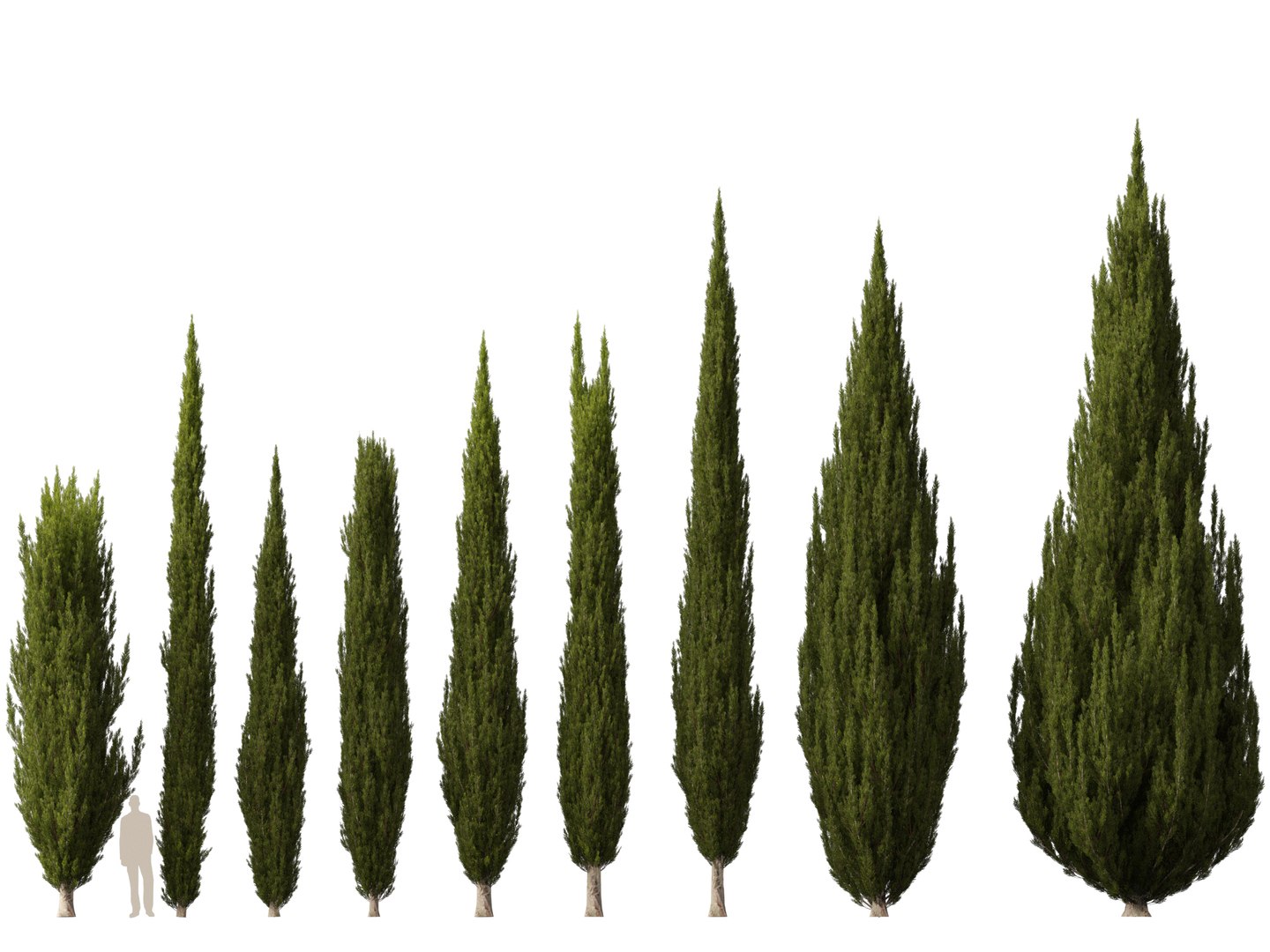 3D Mediterranean Garden Trees Pack 03 https://p.turbosquid.com/ts-thumb/Gq/UNATve/gA/cupressussempervirens021/jpg/1759202599/1920x1080/fit_q87/ebbb0f2699b7dc306b76f381d4ddda46835bd598/cupressussempervirens021.jpg