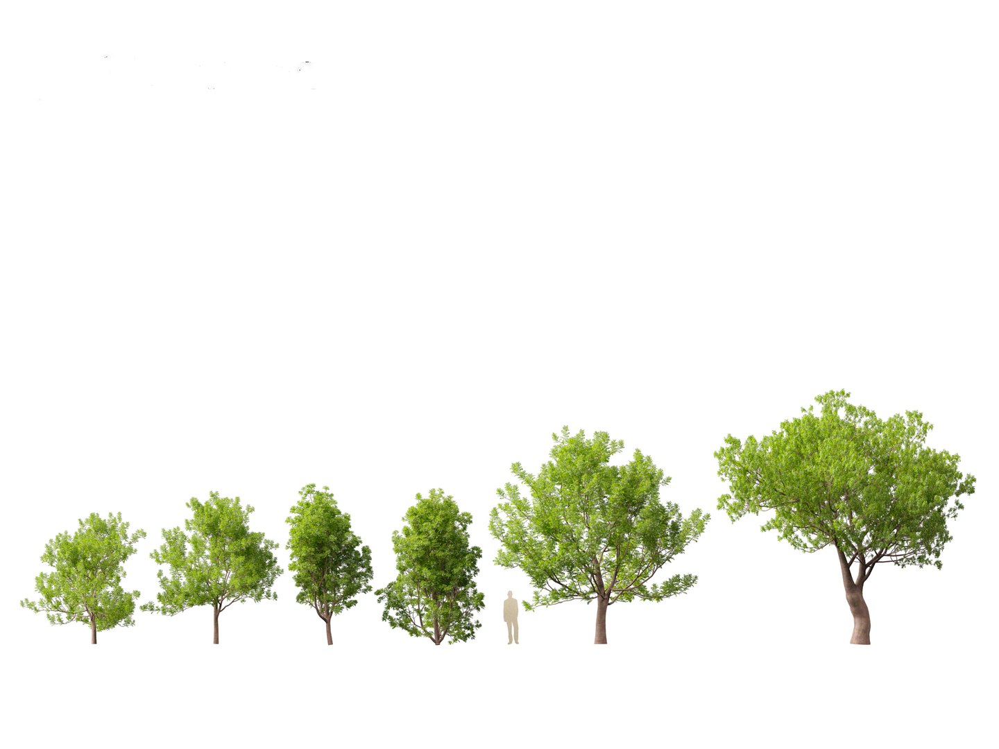 3D Mediterranean Garden Trees Pack 03 https://p.turbosquid.com/ts-thumb/Gq/UNATve/ox/fraxinusornus011/jpg/1759202600/1920x1080/fit_q87/0a9ff08c1899e99cff322adaabc1b7f798aa34cf/fraxinusornus011.jpg
