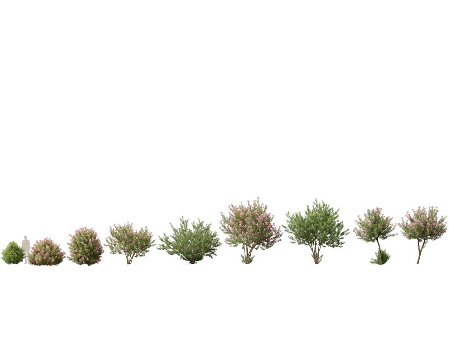 3D Mediterranean Garden Trees Pack 03 https://p.turbosquid.com/ts-thumb/Gq/UNATve/s8/neriumoleander021/jpg/1759202608/1920x1080/fit_q87/edbd12864449aaac3bc07ee0571a91ccf0571573/neriumoleander021.jpg