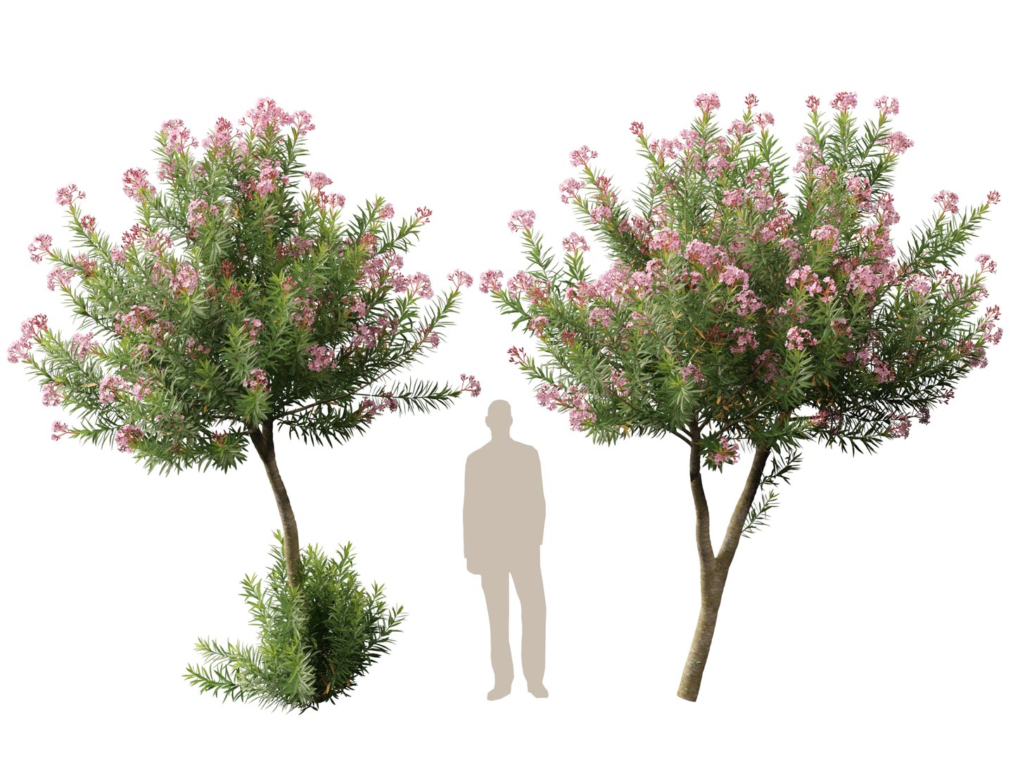 3D Mediterranean Garden Trees Pack 03 https://p.turbosquid.com/ts-thumb/Gq/UNATve/wM/neriumoleander028/jpg/1759202611/1920x1080/fit_q87/687667993a9bfdb633d60ffcd978f7c3344a537d/neriumoleander028.jpg