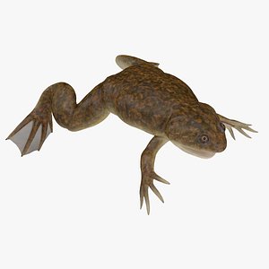 3D African Claw-toe Frog Rigged for Maya