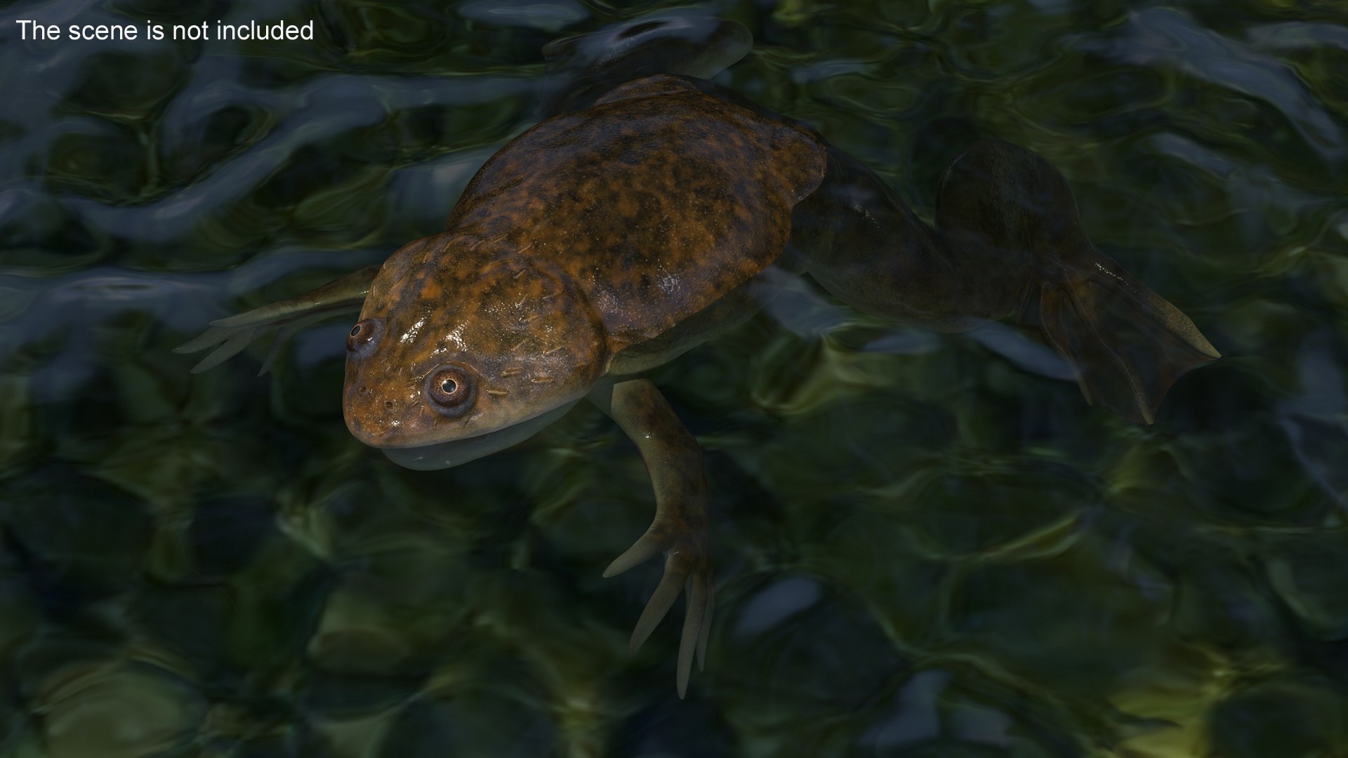 African Claw-toe Frog Rigged for Maya 3D model preview