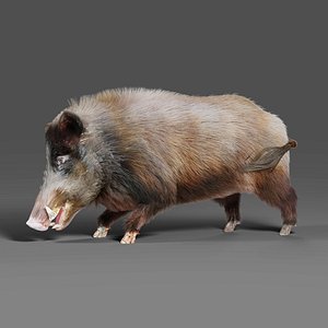 Fur Wild Boar V06 Rigged and Animation 3D model