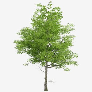 American Beech or Fagus grandifolia Tree - 1 Tree 3D model