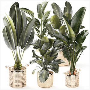 Banana palm Ravenala Strelitzia Calathea basket set decor