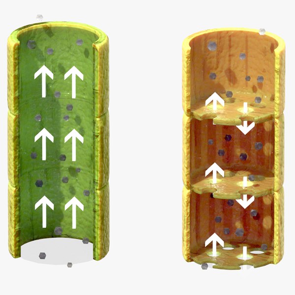 3D Vascular Tissue System in Plants model