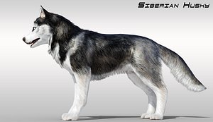 Realistic Siberian Husky with fur Rigged