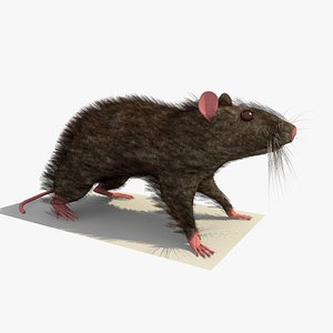 3d model brown mouse rat standing