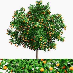 3D Detailed Orange Trees 3d assets model