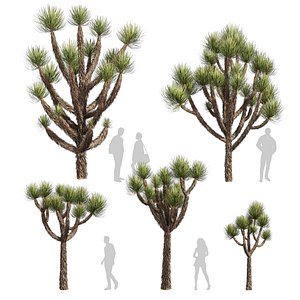 Collection plant vol 592 - Yucca - Brevifolia - Tree - 3Da max - Cinema 4D
