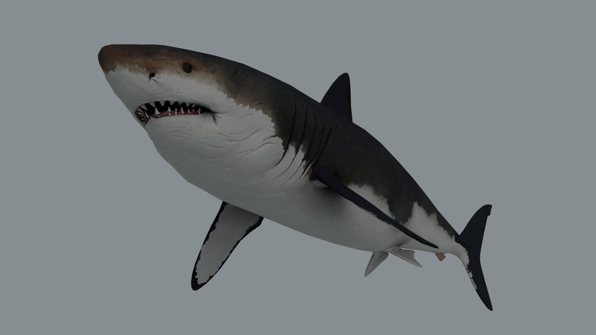 3D Megalodon Shark Model - TurboSquid 1627490