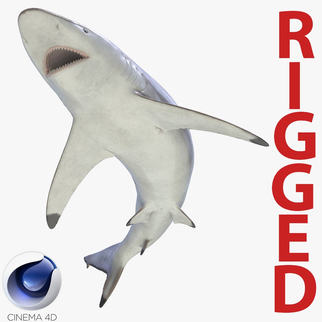 Spinner Shark Rigged for Cinema 4D 3D Model 3D model preview
