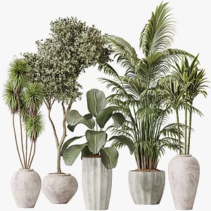 AV Indoor plants set 206 Mission Olive and Areca Palm and Yucca Elephantipes and Calathea Lutea and 3D model