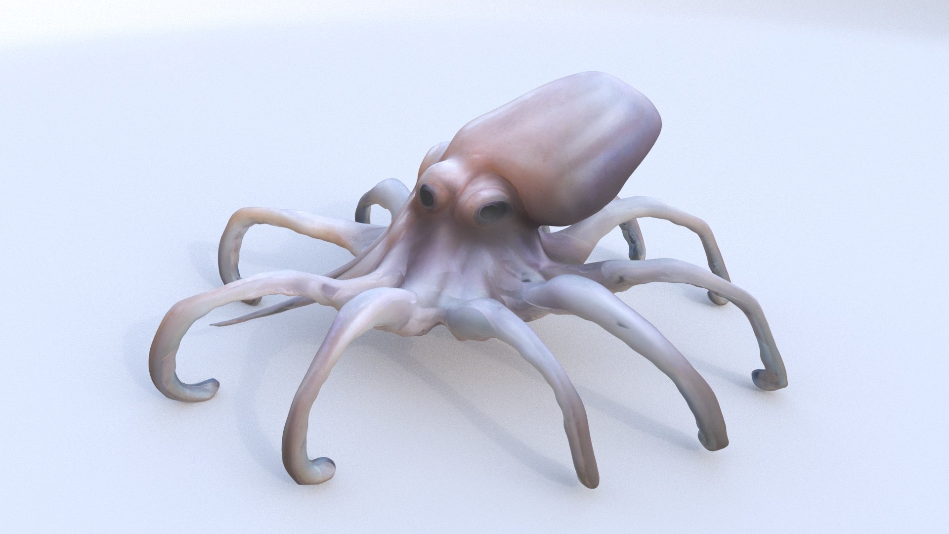 Squid Model - TurboSquid 2338848