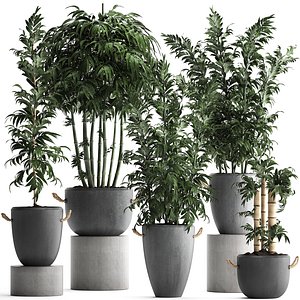 plants exotic bamboo 3D model