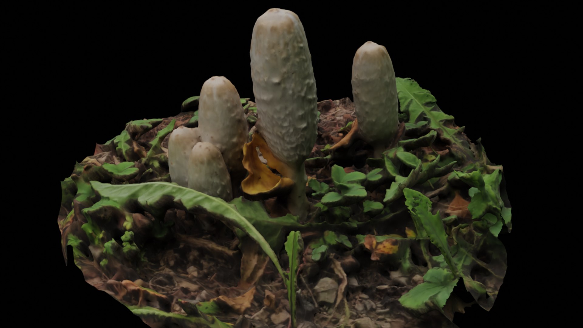 Mushroom - Jix3D 3D model https://p.turbosquid.com/ts-thumb/Gr/v0y4Fd/Tm/0007/png/1728196993/1920x1080/fit_q87/3250ae69f3734a34ba2a3c08760365f77f00f0c3/0007.jpg
