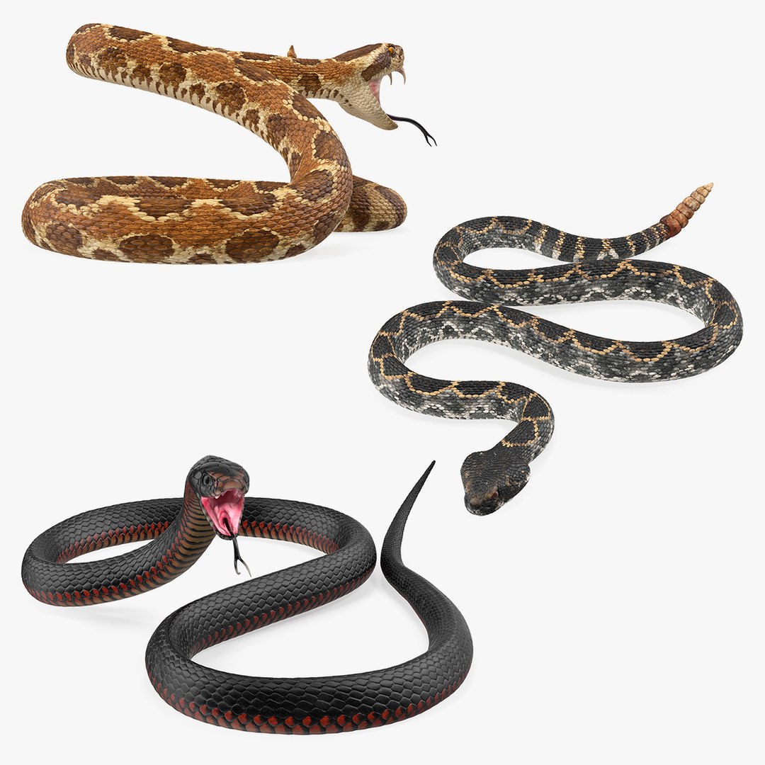 Snakes 3D models - Sketchfab