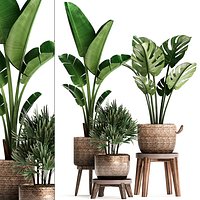 Exotic plants set 457