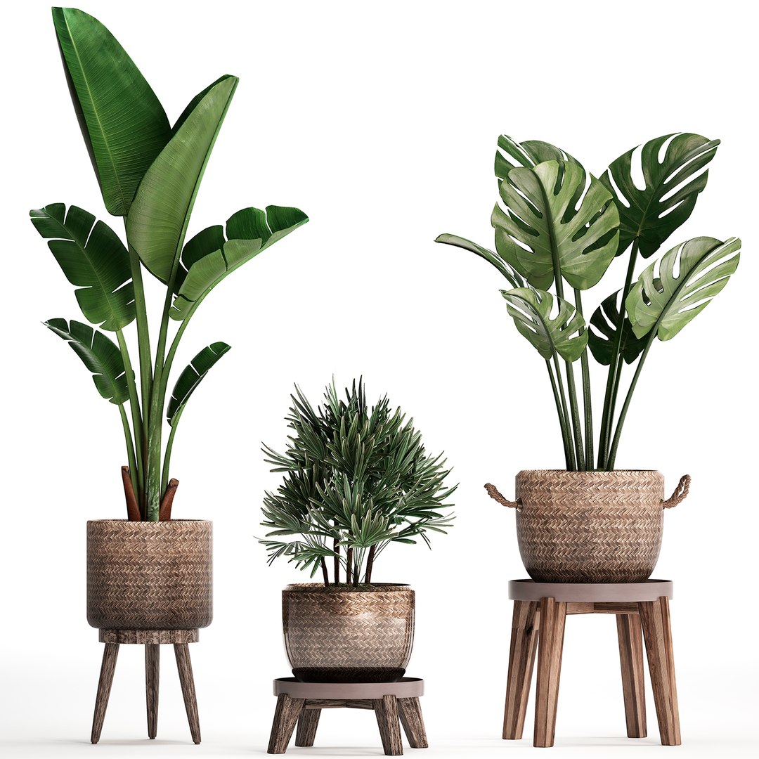 3D Exotic Plants Model - TurboSquid 1518047