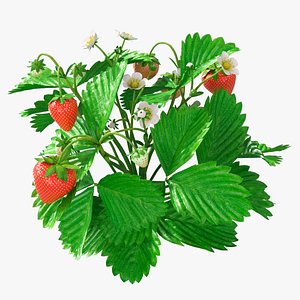 Garden Strawberry Plant Fruiting 3D model