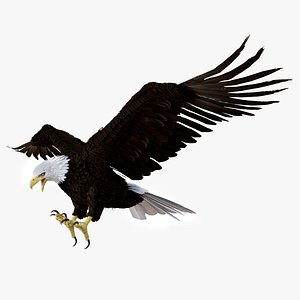 Realistic Bald Eagle Animated Rigged