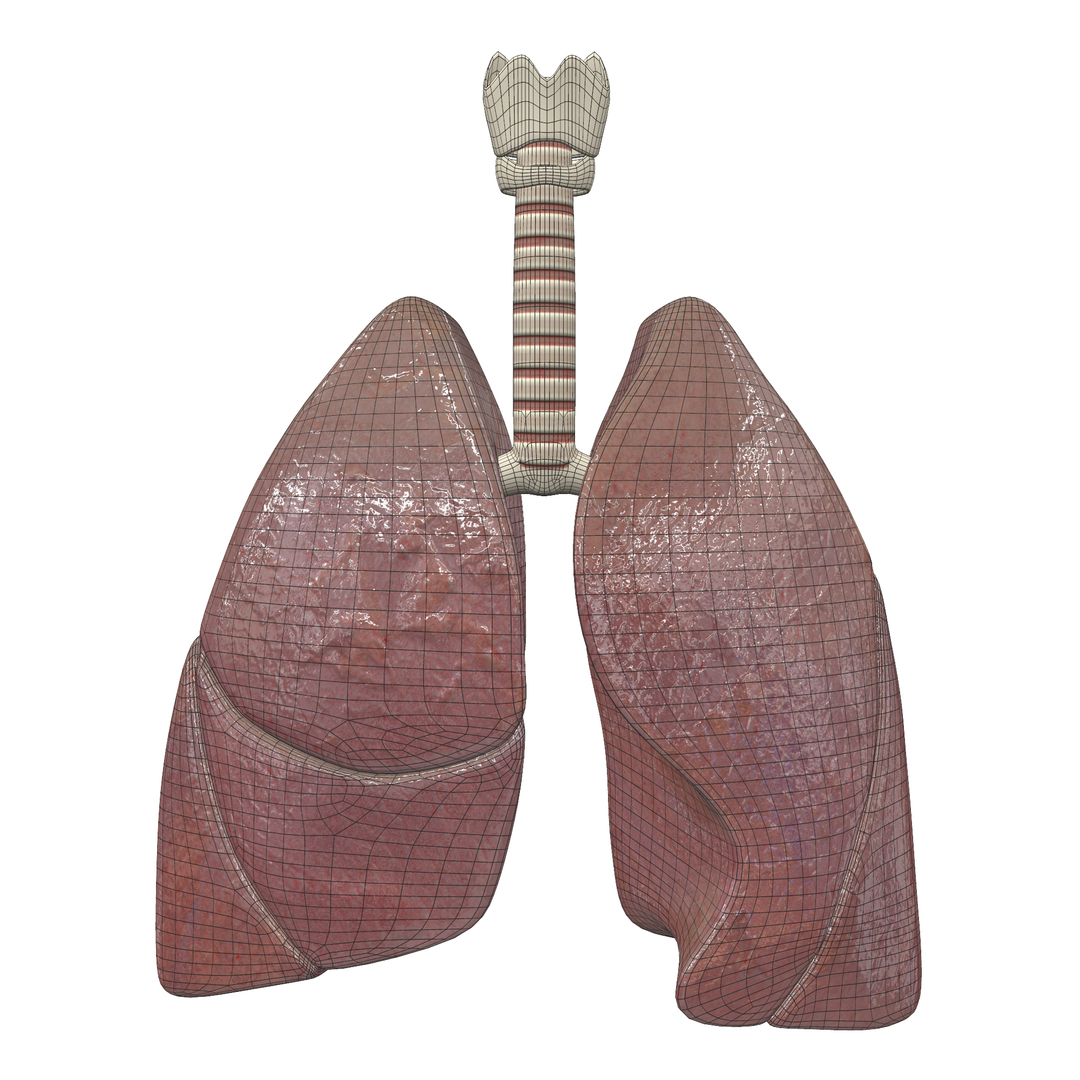 Human anatomic lungs 3D model - TurboSquid 1490053