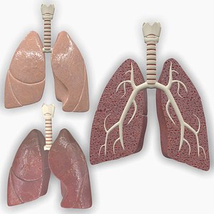 human anatomic lungs 3D model