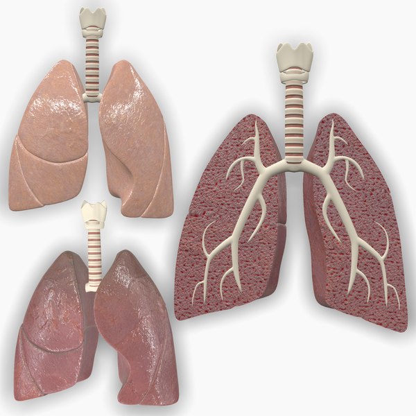 modèle 3D de Poumons anatomiques humains - TurboSquid 1490053