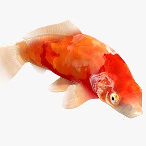 Japanese Carp Fish Rigged L1753 3D
