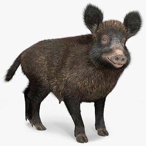 3D Wild Boar Female Fur Rigged model